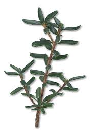 Image result for Clutia paxii