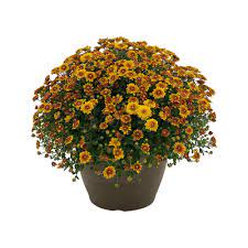 Check spelling or type a new query. Pure Beauty Farms 1 8 Gal Mum Chrysanthemum Plant Orange Flowers In 11 In Hanging Basket Dc11hbmumora The Home Depot