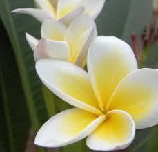 A while lily represents purity; 33 Flowers For Protection