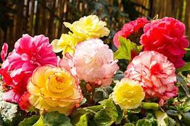 With The Arrival Of The Dog Days Of Summer Is Your Garden Looking A Bit Blah Bring A Rainbow Of Lat Tuberous Begonia Summer Flowering Bulbs Rose Like Flowers