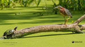 Maybe you would like to learn more about one of these? Wetlands The Unsung Heroes Of Our Natural World Your Connection To Wildlife