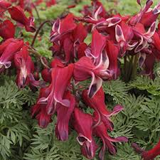 Flowering zone 7 shade plants. 5 Perfect Plants For Full Shade Color Z 3 7