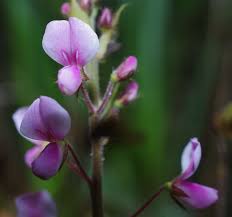 Image result for Grona adscendens