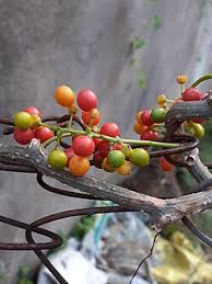 Image result for Tinospora