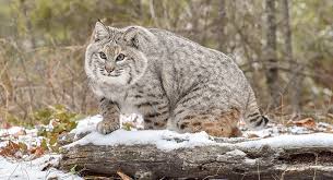 The fisher cat animals live and hunt alone and only socialize during their mating season. Bobcat Sounds Creepiest Animal Sounds In The Night