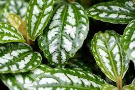 During the warmer months, plants need water two to three times per week. Aluminum Plant Care Pilea Cadierei