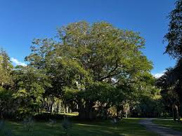 Image result for Alafia zambesiaca