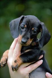 Black And Cream Dapple Dachshund For Sale Black Miniature Dachshund Puppy All Puppies Pictures And Wallpapers So Cute Daschundmi Dachshund Puppy Miniature Dachshund Puppy Black Dachshund Puppies
