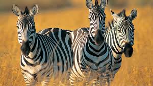 Find your perfect tour within minutes. Tanzania Safari See Serengeti Wildlife Rei Adventures