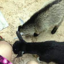 We did not find results for: Animal House Pet Store