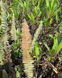 Image result for Pleopeltis