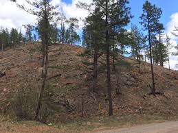 Managing Our Forests Two Sides Of The Story Albuquerque Journal