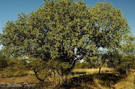 Image result for Pappea capensis