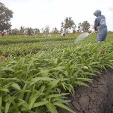 Soal dan jawaban agribisnis tanaman pangan dan hortikultura. Sertifikasiguru Id Plpg 2017 Agribisnis Tanaman Pangan Dan Hortikultura