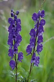 Aconitum Napellus Monkshood Monkshood Biennial Plants Herbaceous Perennials