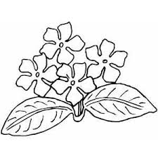 African Violets Coloring Page African Violets Flower Drawing Violet Flower Tattoos