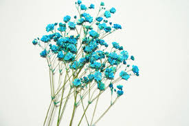 Frete Gratis 100pcs Flores De Flor Seca Prensada Com Respiracao Azul Flores Naturais Faca Voce Mesmo 1 Lote 10 Sacos Baby Breath Flowers Diypressed Flowers Aliexpress