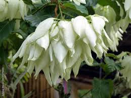 Image result for Boscia filipes