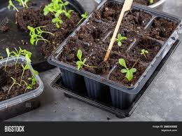 Given our hesitation about the stock, it would be good to know if sprouts farmers market insiders have sold any shares recently. Dive Flower Sprouts Image Photo Free Trial Bigstock