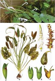 Image result for Aponogetonaceae