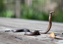 Understanding who is accountable for pest control when renting is a common problem for both tenants and landlords alike. Snakes In Your Rental Responsibility And Treatment Rent Blog