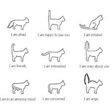 How To Read Your Cat S Mood Cat Language Cat Tail Cat Behavior
