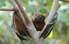 25 Of The Cutest Bat Species Bat Species Cute Bat Fruit Bat