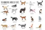 List of Cat Breeds | Petfinder