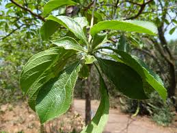 Image result for Terminalia phanerophlebia