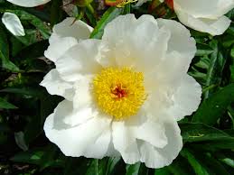 Paeonia 'krinkled white' bloom time: Paeonia Lactiflora White Wings Peony White Wings Primrose Hall Peonies