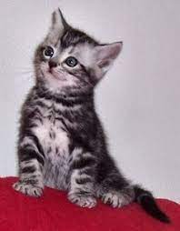 According to the cat fanciers' association, in 2012. Price Of American Sh American Shorthair Kitten American Shorthair Cat Cute Cats