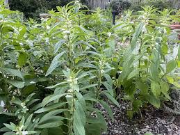 Image result for Sesamum