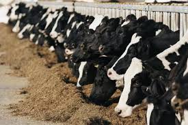 Ferma de vaci + vaci + utilajele necesare. Ferma Unde Vacile Dau Cele Mai Mare ProducÈ›ii De Lapte 16 817 19 Litri LactaÈ›ia Record Pentru Anul De Control 2014 2015