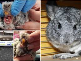 Find chinchilla in canada | visit kijiji classifieds to buy, sell, or trade almost anything! Warning To Chinchilla Owners After Pet S Nightmare Gnashers Are Cut Down To Size Wakefield Express