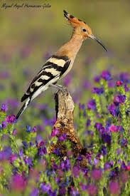 Epingle Par Marina B Sur Wonder Of Animals Huppe Fasciee Oiseaux