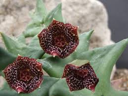 Image result for Orbea carnosa