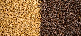La malta de cebada no es otra cosa que los granos de este cereal que han sufrido el proceso de no obstante, la malta de cebada ha adquirido especial relevancia por el papel imprescindible que juega. La Importancia De La Cebada En La Cerveza Mexicana Cerveceros De Mexico
