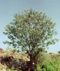 Image result for Nuxia oppositifolia