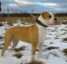 In some early american pit bull terrier bloodlines, the tan point gene originated from crossings between smooth fox terriers and bulldogs in the early 19th century. American Bulldog Dog Breed Pictures 1