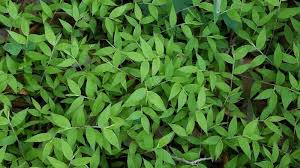 Image result for Oplismenus