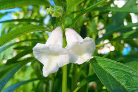 Image result for Sesamum