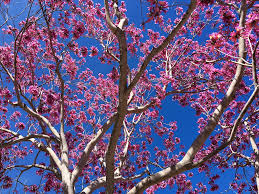 Image result for Handroanthus sp. near impetiginosus