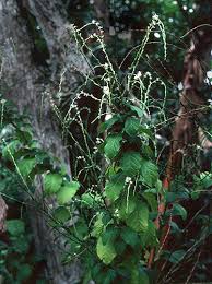 Image result for Petiveria