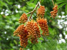 Image result for Colvillea