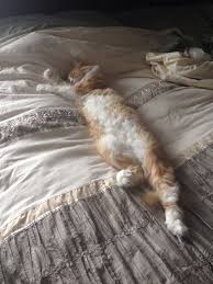 In The Grip Of His Grace Cats Pretty Cats Crazy Cats