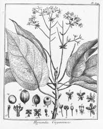 Image result for Hernandia