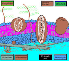 They automatically arrange themselves in a certain pattern in water because of these properties, and form cell membranes. Cell Biology Membranes Wikibooks Open Books For An Open World