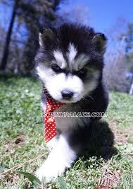 Black And White Husky Puppy For Sale Akc Adorable Siberian Husky Puppies For Sale In 2020 Husky Puppy White Husky Puppy Siberian Husky
