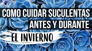 Como ya hemos mencionado, no es difícil mantener este tipo de plantas, aunque es necesario, conocer los cuidados de los cactus y suculentas. Como Cuidar Suculentas O Cactus En Invierno Youtube