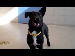 Hoodbiz has classifieds in anthony, texas for dogs and cats. Ben A Corgi Labrador Retriever Mix Available For Adoption At The Wisconsin Humane Society Youtube